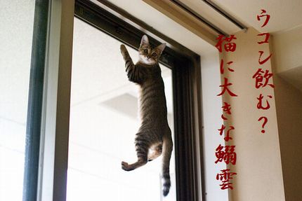 こねこ7文字