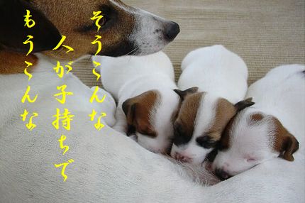 いぬの赤ちゃん文字