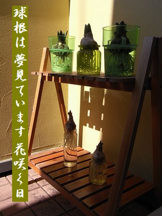きゅうこん(ヒヤシンス/水仙)文字
