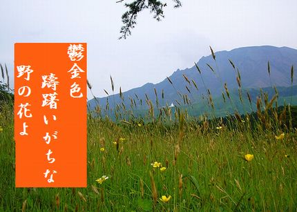 のの花文字