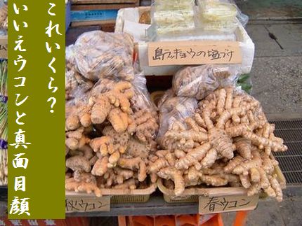 ウコン(公設市場2)文字