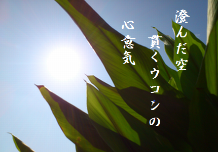 ウコンと空文字