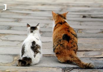 ねこ(デート)350