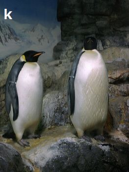 ペンギン(皇帝ペンギン)350