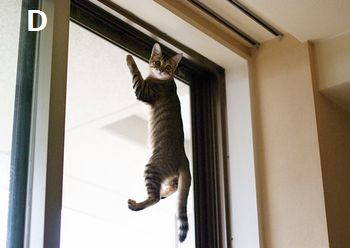 こねこ7(窓)350
