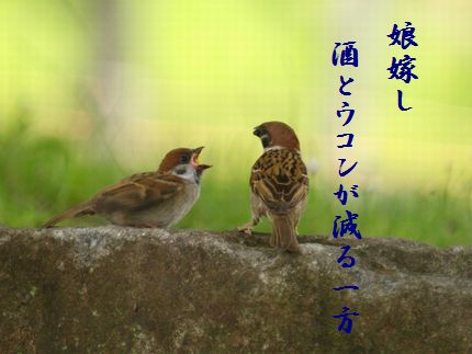 すずめの親子可愛い大収穫祭
