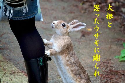 ウサギ(行かないで)爆笑
