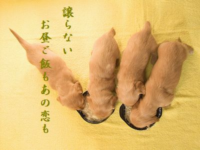 いぬの赤ちゃん3胸キュン2