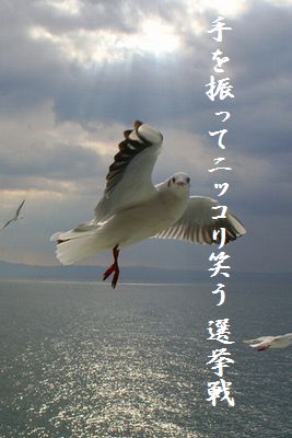 カモメ(手を振る)胸キュン