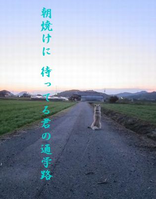 いぬ(帰りを待つ)胸キュン