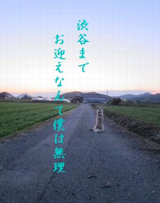 いぬ(帰りを待つ)胸キュン2