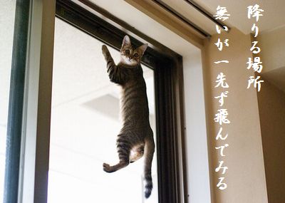 こねこ7胸キュン