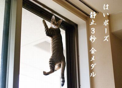 こねこ7胸キュン2