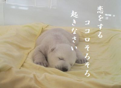 しろくま赤ちゃん胸キュン2