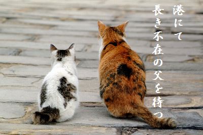 ねこ(デート)胸キュン