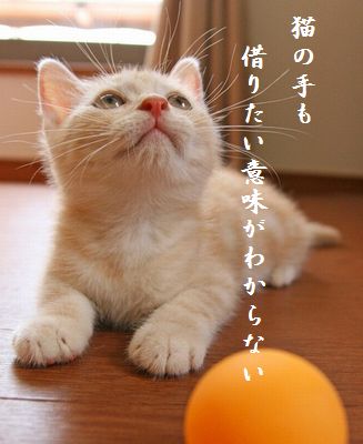 ネコ(ちびネコ)胸キュン