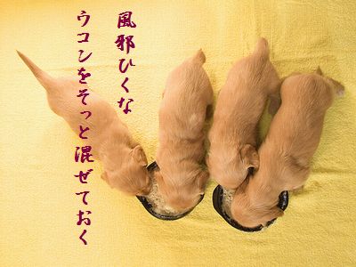 いぬの赤ちゃん3胸キュン