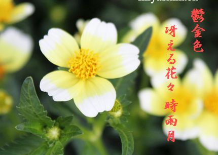あきの花(ウィンターコスモス)文字