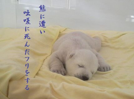 しろくま赤ちゃん死んだフリ