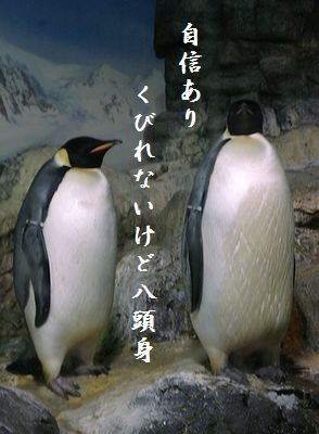ペンギン(皇帝ペンギン)八頭身