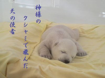 しろくま赤ちゃん神様