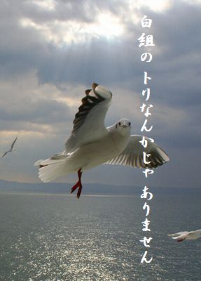 かもめ(アップ)白組トリ
