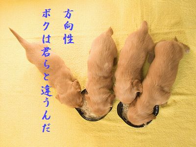 いぬの赤ちゃん3方向性
