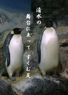 ペンギン(皇帝ペンギン)清水舞台
