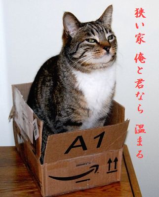 ネコと箱中狭い家温まる