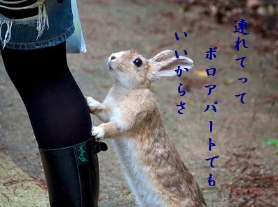 ウサギ(行かないで)ボロアパート
