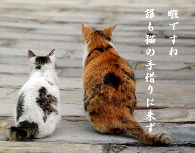 ねこ(デート)猫の手借りに来ず