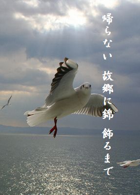 かもめ(アップ)故郷に錦