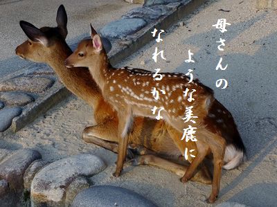 ははと子美鹿