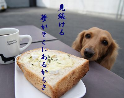 いぬとトースト見続ける夢