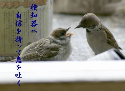 すずめの親子6検知器