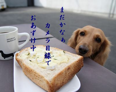 いぬとトーストおあずけ