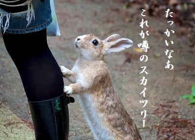 ウサギ(行かないで)スカイツリー