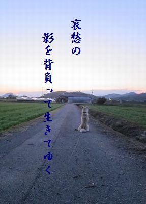 いぬ(帰りを待つ)哀愁の影