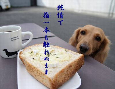 いぬとトースト純情新