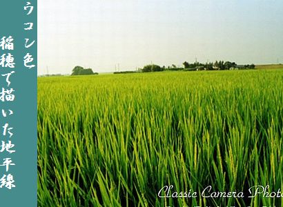 いなほ510月宇(そら)