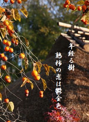 かき(落柿舎)210月秀作