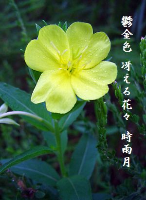 おおまつ宵草10月佳作