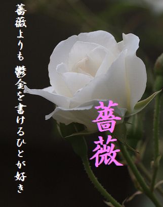 バラ(白)10月秀作