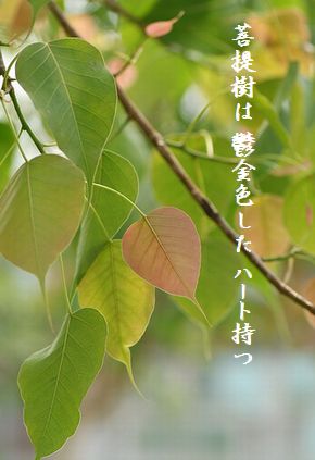 ぼだいじゅの葉(ハート形)10月花新