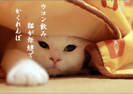 ネコとこたつ文字入