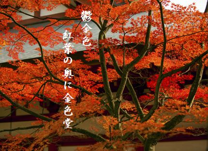 ちゅうそんじ金色堂 4文字入新