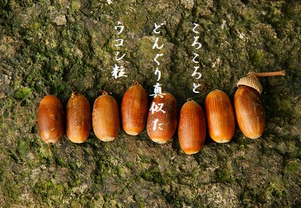 どんぐり文字入