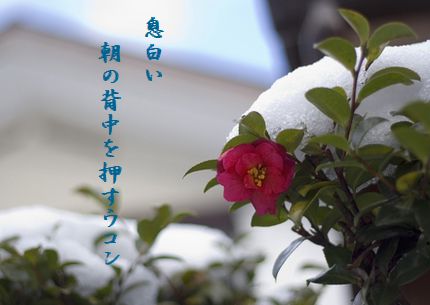 つばき(雪)文字