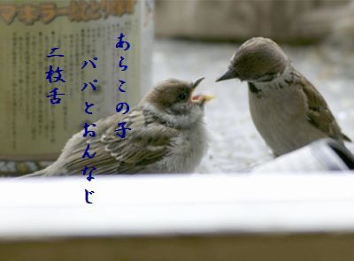 すずめの親子6 大爆笑