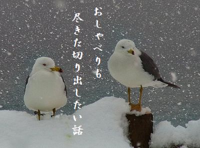 カモメの親子(冬・親不知)おしゃべり尽きた